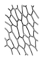 Tayloria purpurascens, mid laminal cells. Drawn from A.J. Fife 6919, CHR 406855, and M.J.A. Simpson 1109, CHR 106044.
 Image: R.C. Wagstaff © Landcare Research 2015 